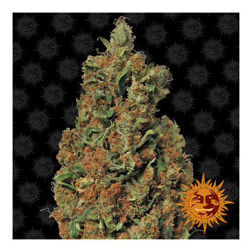 Red Diesel (5 semillas feminizadas)