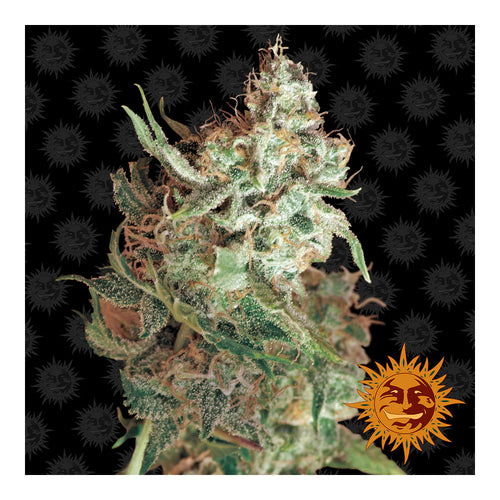 Red Dragon (10 semillas feminizadas)