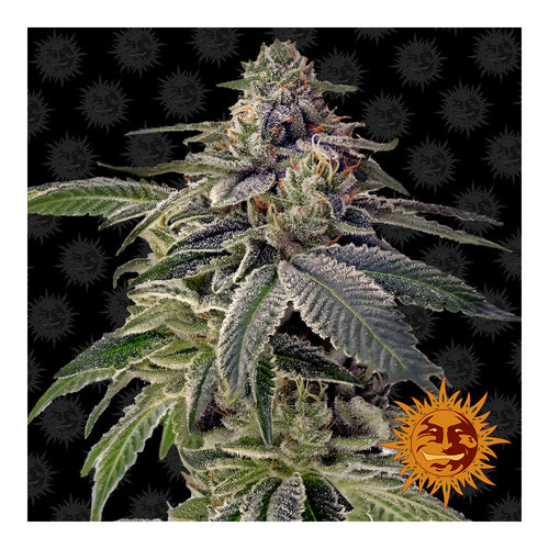 Shiskaberry (10 semillas feminizadas)