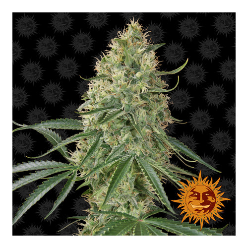 Sin Tra Bajo (5 semillas feminizadas)
