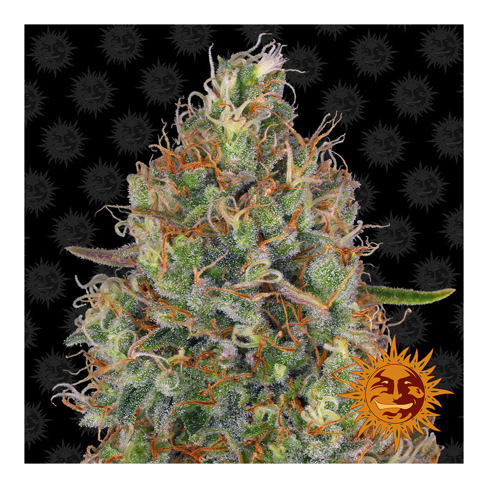 Sweet Tooth Auto (3 semillas)