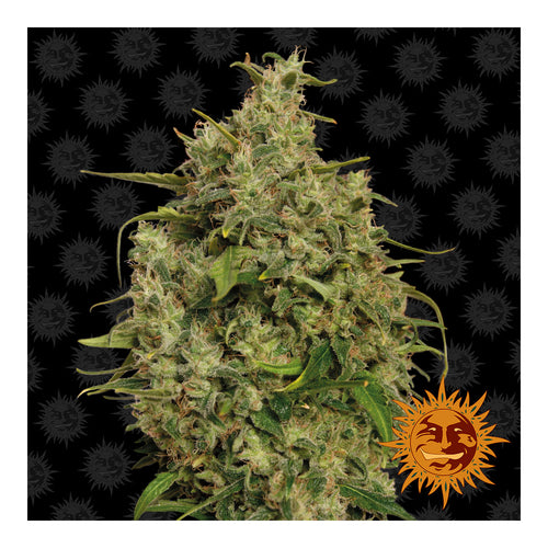 Sweet Tooth (10 semillas feminizadas)