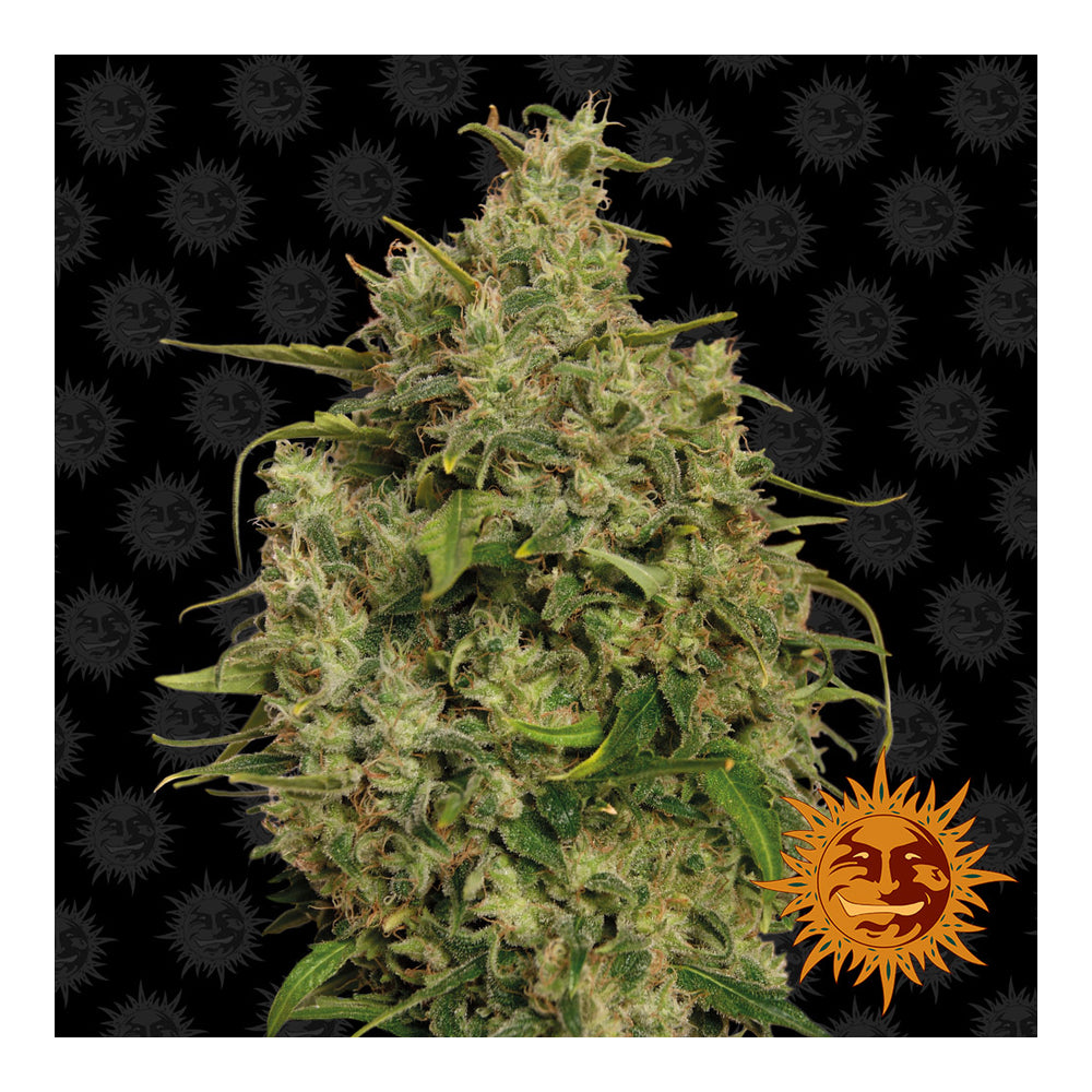 Sweet Tooth (5 semillas feminizadas)