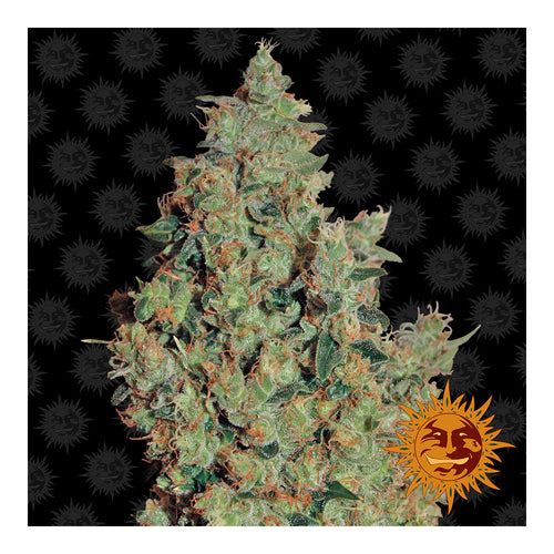 Tangerine Dream Automática (5 semillas)