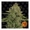 Triple Cheese (10 semillas feminizadas)