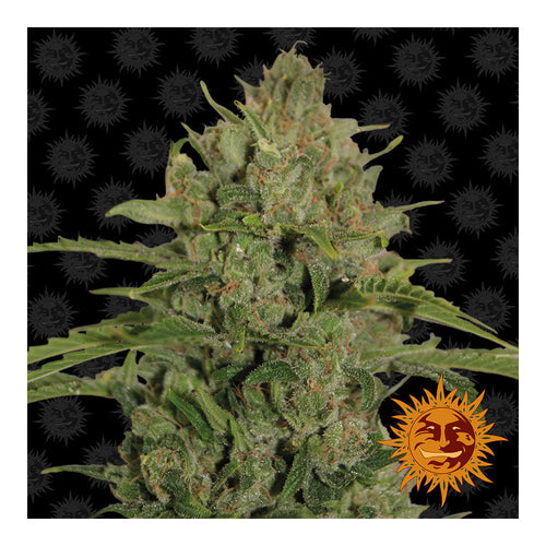 Triple Cheese (5 semillas feminizadas)