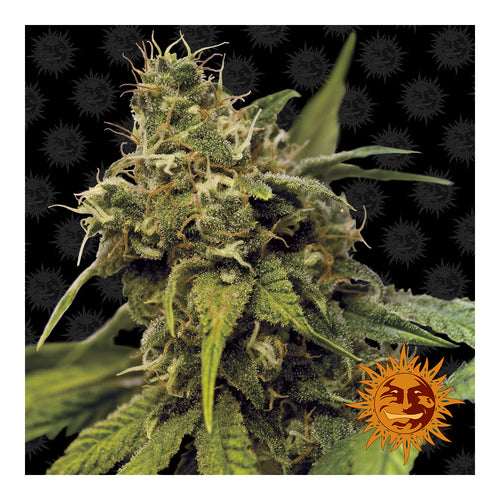 Utopia Haze (5 semillas feminizadas)