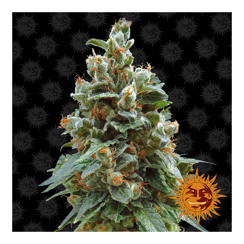 Vanilla Kush (5 semillas feminizadas)