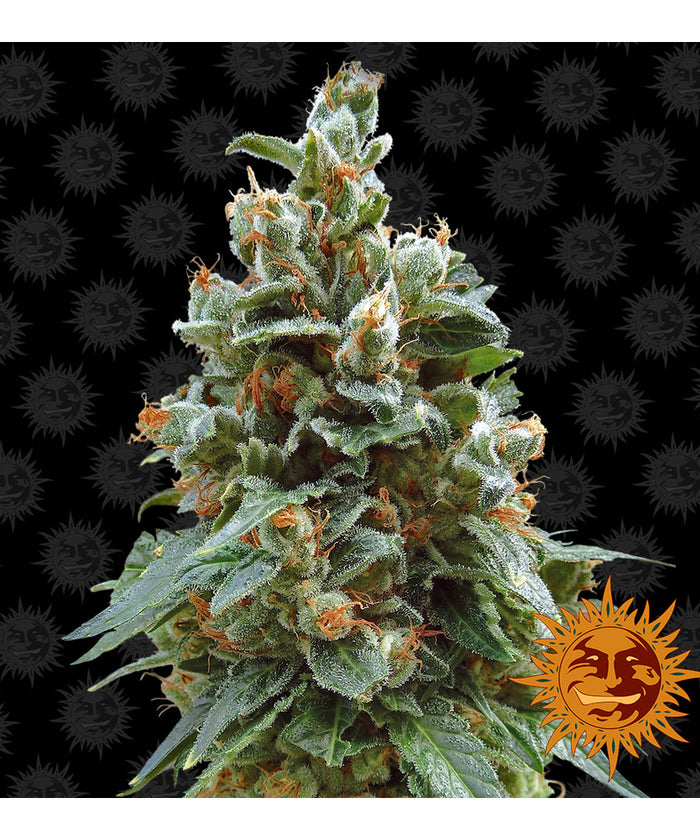 Vanilla Kush (5 semillas feminizadas)