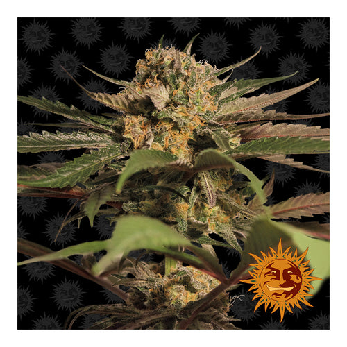 Violator Kush (10 semillas feminizadas)