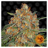 Orange Sherbert (5 semillas feminizadas)