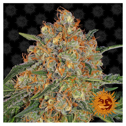 Orange Sherbert (5 semillas feminizadas)