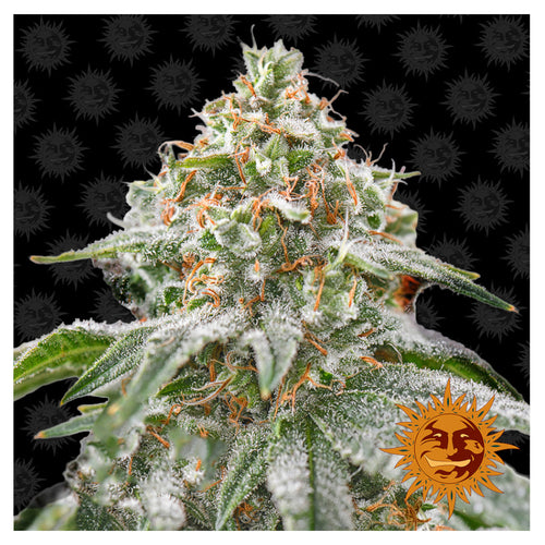 Pink Kush (5 semillas feminizadas)