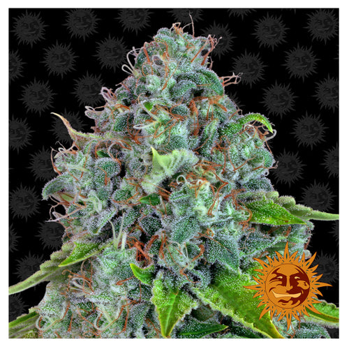 Strawberry Lemonade (10 semillas feminizadas)