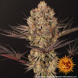 Dos si dos 33 (3 semillas)