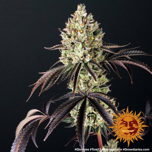 Glookies (5 semillas feminizadas)