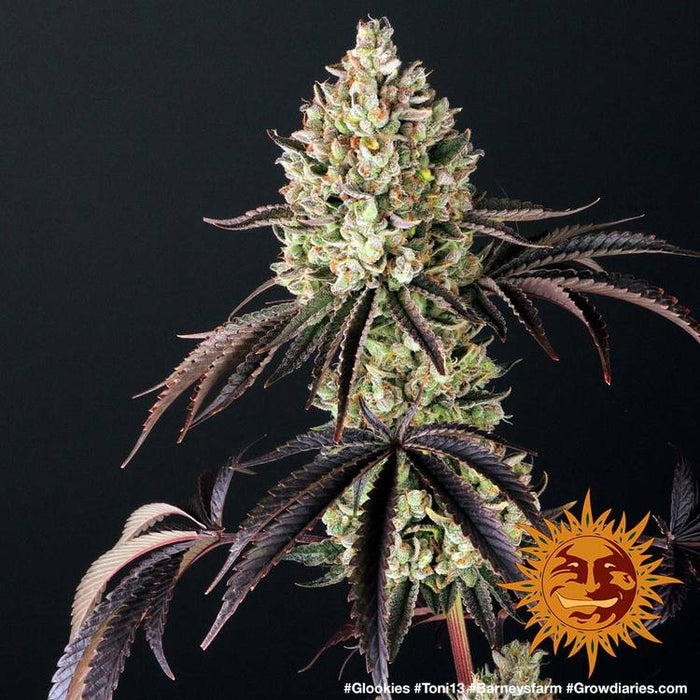 Glookies (5 semillas feminizadas)