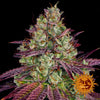 Mimosa Evo (10 semillas feminizadas)