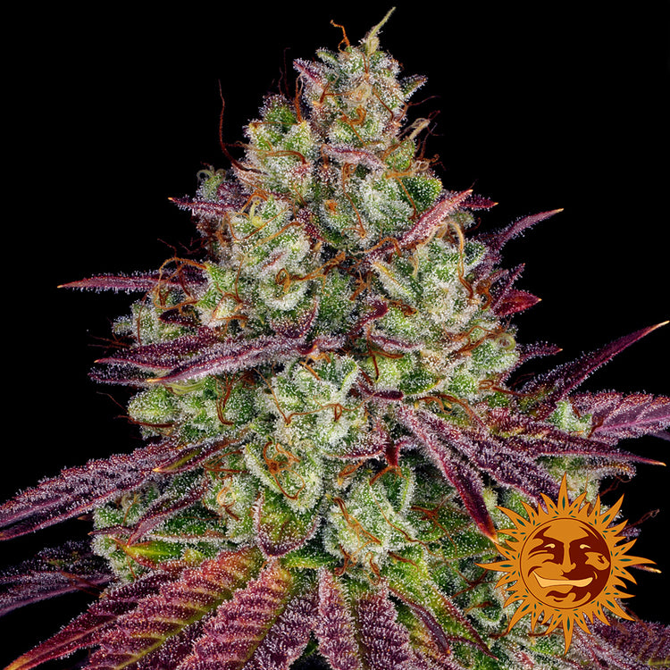 Mimosa Evo (10 semillas feminizadas)