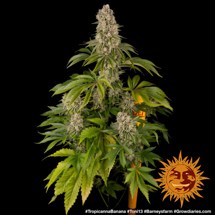 Tropicana Banana (3 semillas feminizadas)