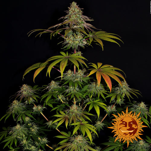 Wedding cake (10 semillas feminizadas)