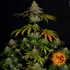 Wedding cake (5 semillas feminizadas)