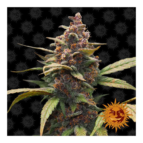 Ayahuasca Purple (10 semillas feminizadas)