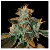 Cataract Kush (6 semillas)
