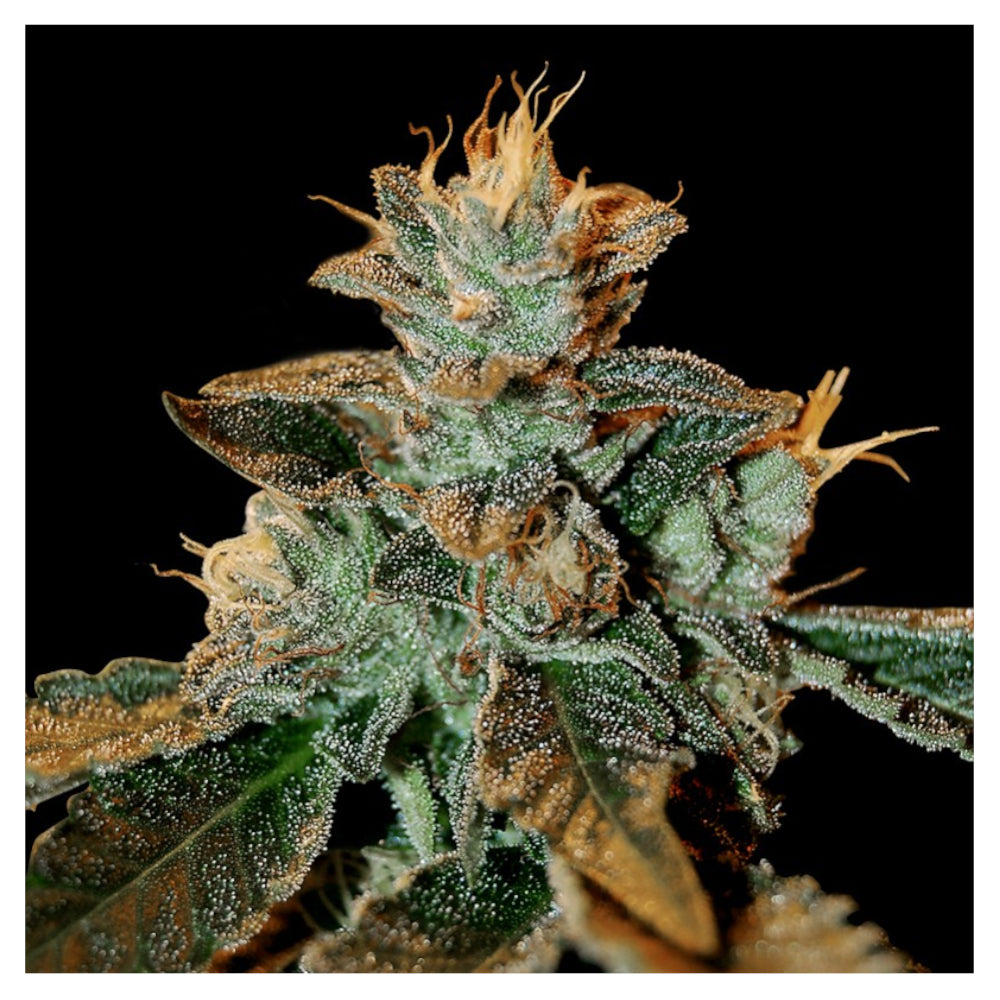 Cataract Kush (6 semillas)
