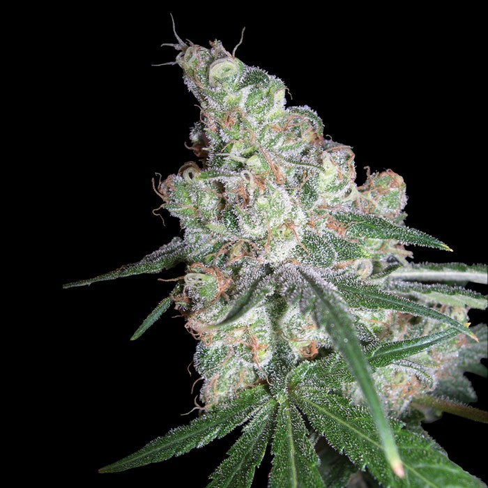 Chocolope (13 semillas)