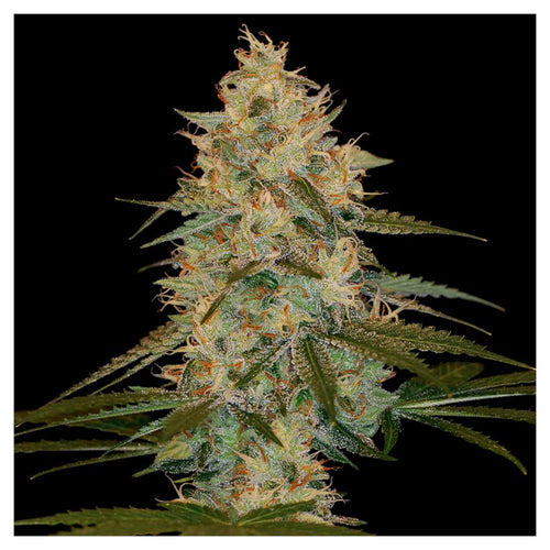 Chocolope Kush (6 semillas)