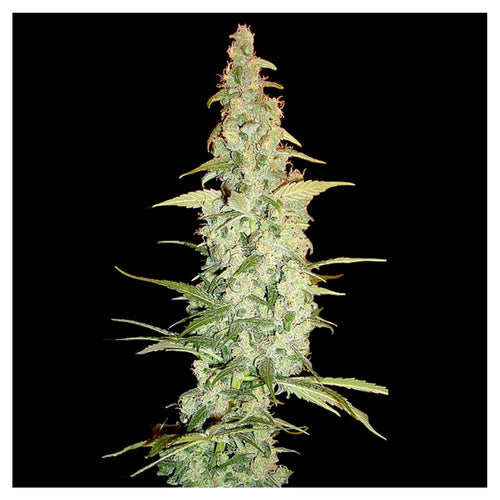 Cole Train (13 semillas)