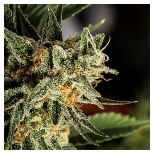 Crocketts Tangie (12 semillas)