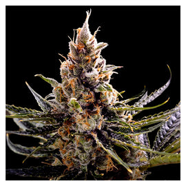 24K Gold (3 semillas)