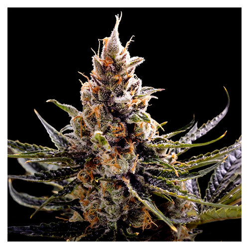 24K Gold (3 semillas)