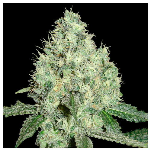 91 Krypt (6 semillas)