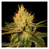 Cannalope Haze (6 semillas)