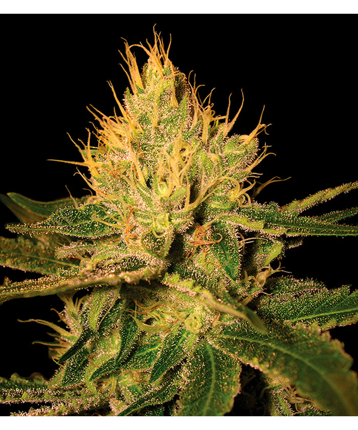Cannalope Haze (6 semillas feminizadas)