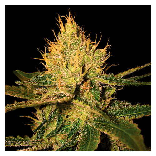 Cannalope Haze (3 semillas feminizadas)