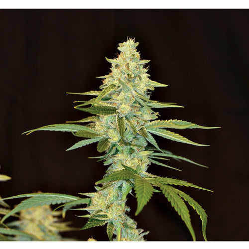 Cannalope Kush (3 semillas)