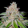Cherry 18 (6 semillas)