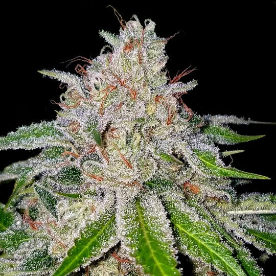 Cherry 18 (6 semillas)