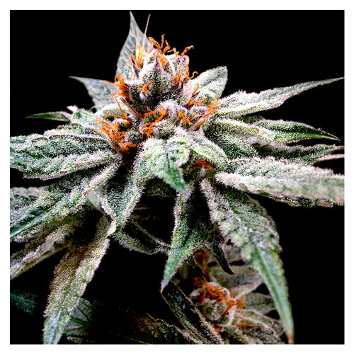 Dj´s Gold (3 semillas)