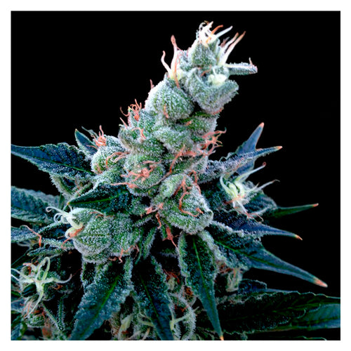 Double Alien 18 (6 semillas)