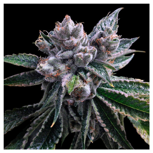 El Fuego Auto (3 semillas)