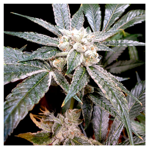 El fuego (3 semillas)