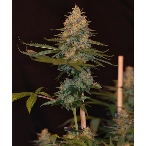 Exodus Kush (6 semillas)