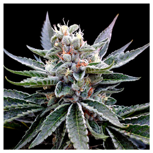 Florida Gold (3 semillas)