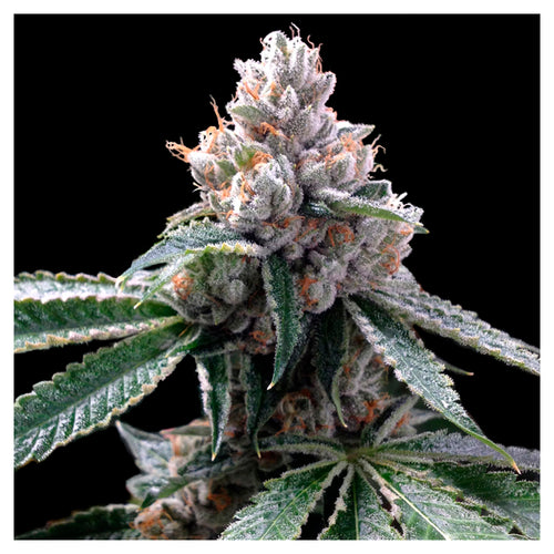 Florida Lemons (3 semillas)