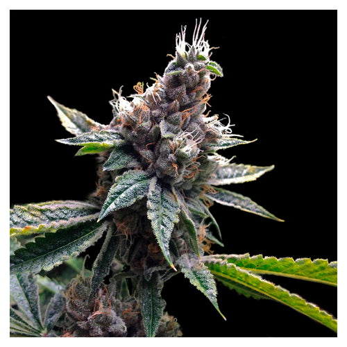 Florida OG (3 semillas)